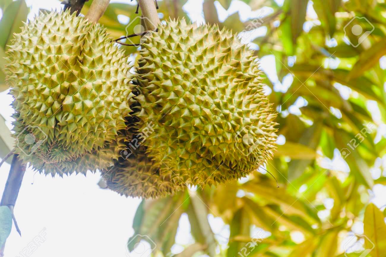 Fresh Thai durian for sale in Arizona