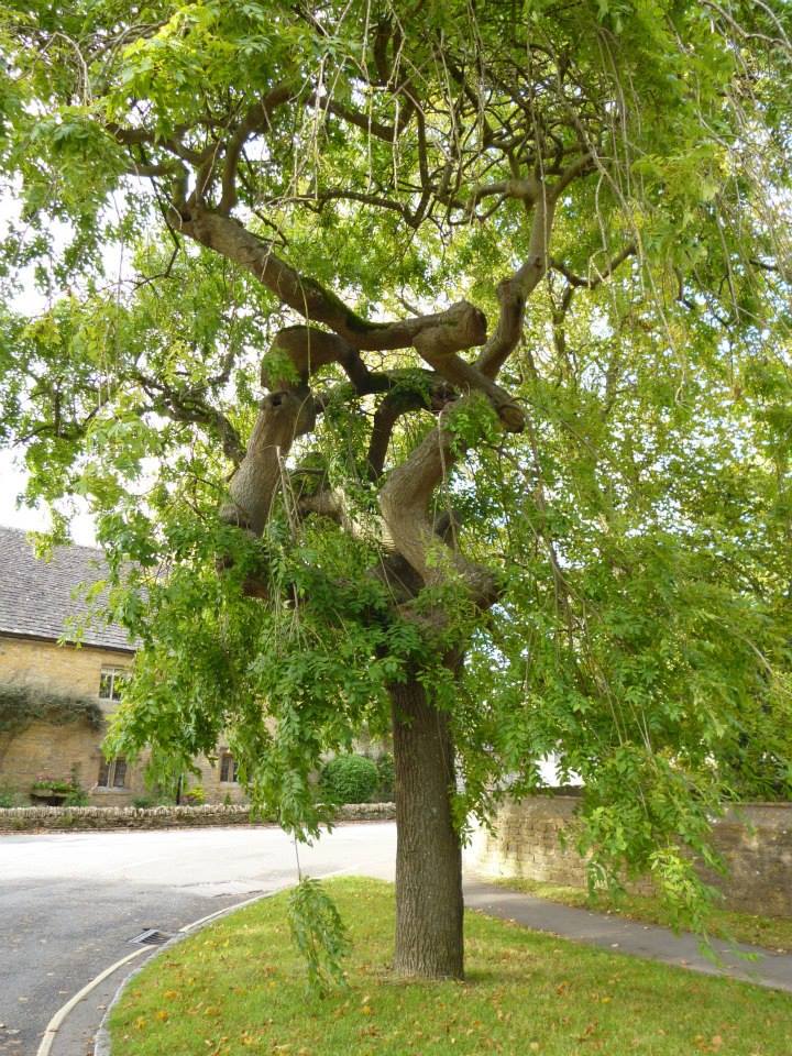 Robinson's Discovery Tree... - Robinson's Discovery Tree
