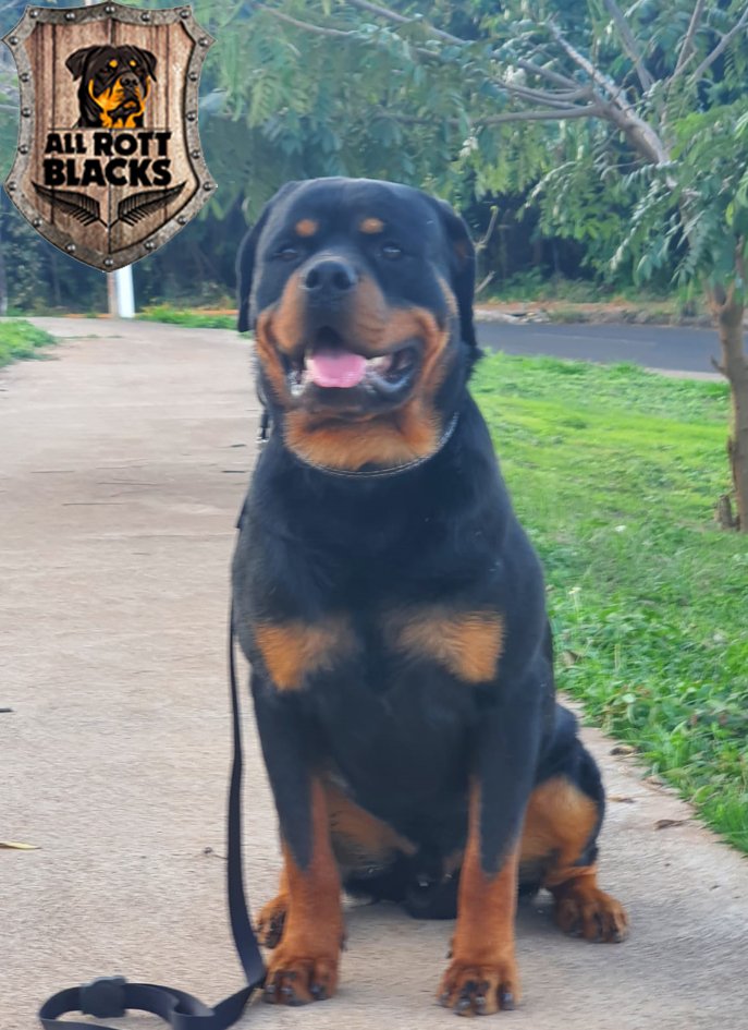 Canil All Rott Blacks