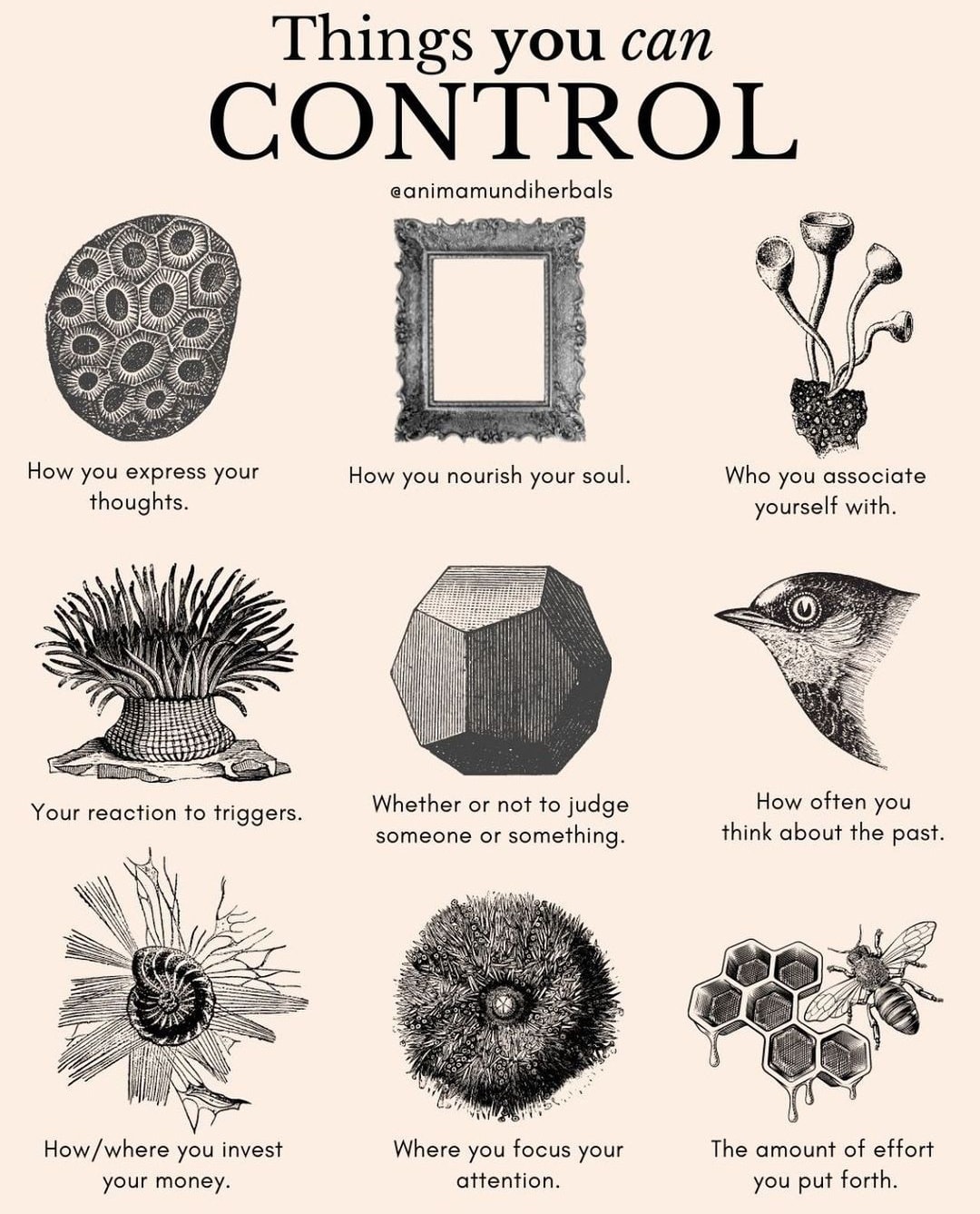 zenith everything you need for the... - Zenith Witchcraft