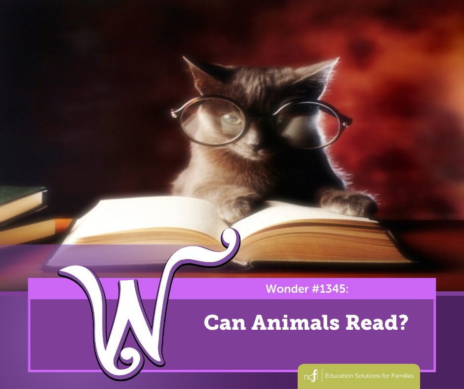 Wonderopolis