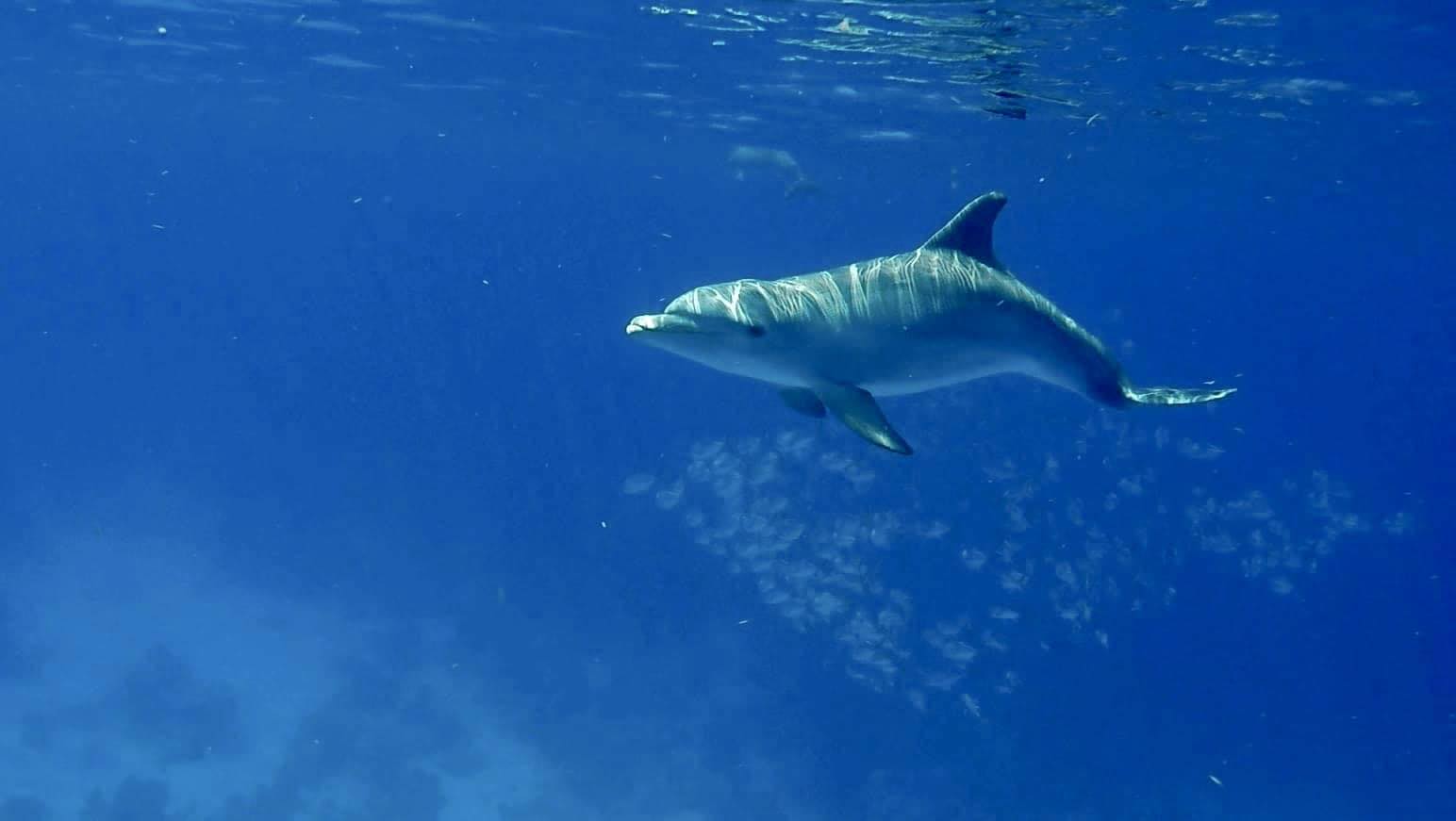 TradeWinds - St Vincent and the Grenadines is awash with... | Facebook