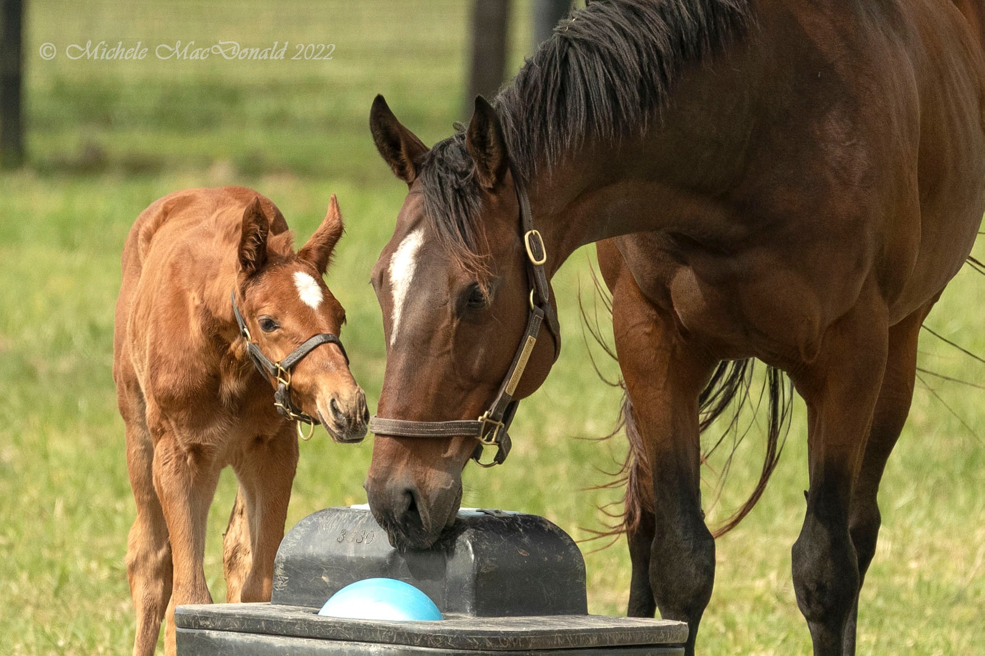 90⭐︎新品　ダブルB セット The wait won't be long — Golden Boi's first babies hit the track