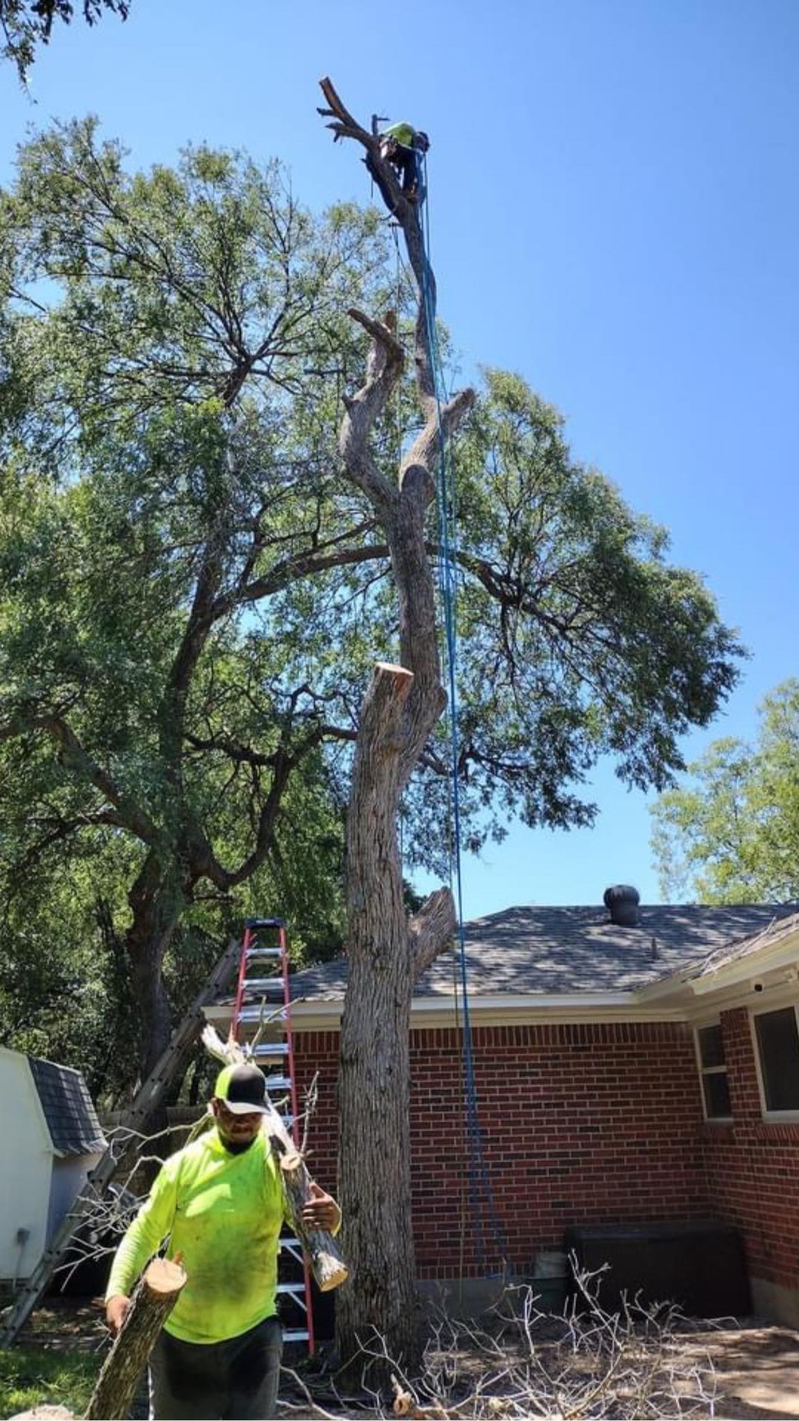 Hectors Tree Service