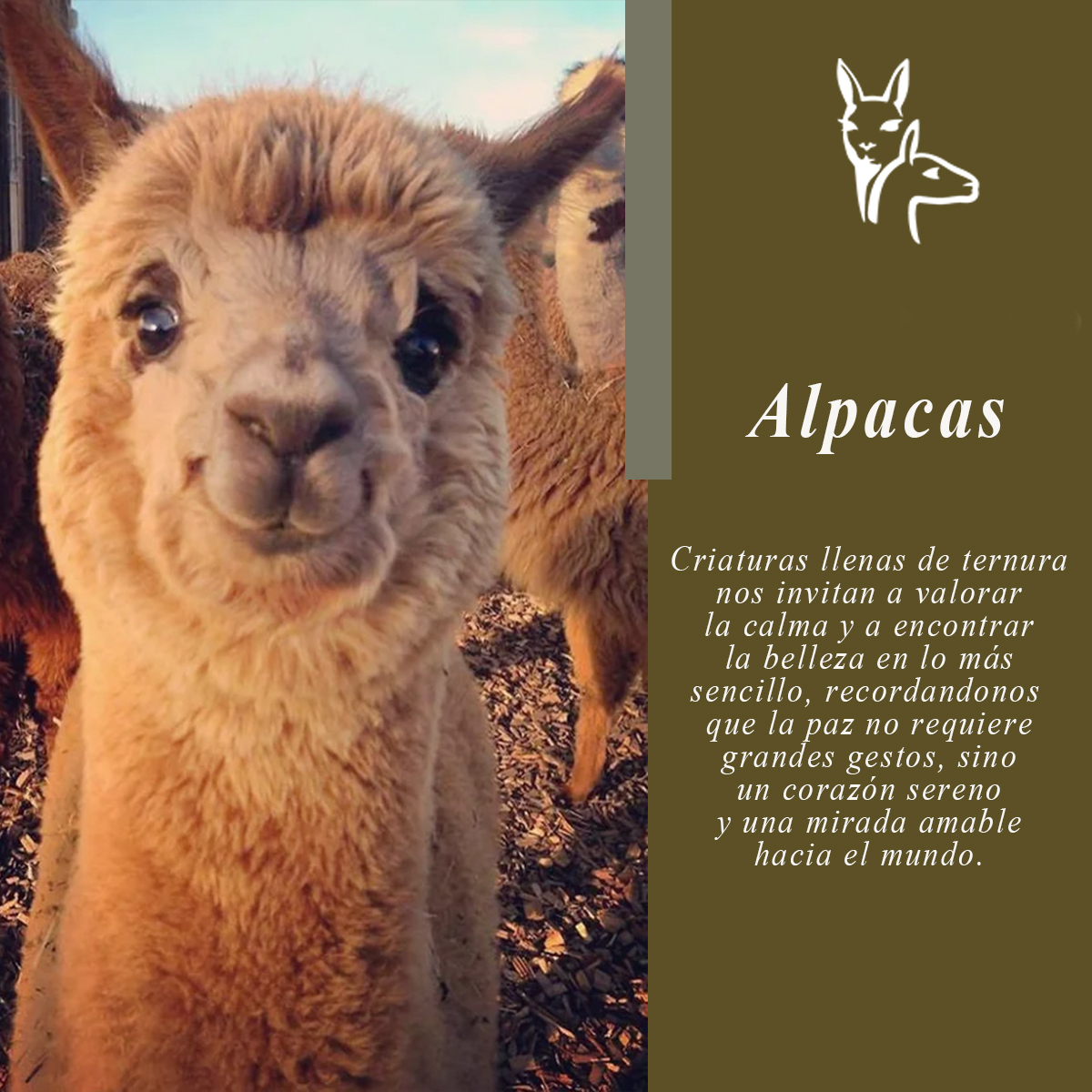 Qompi - ¿𝐒𝐚𝐛í𝐚𝐬 𝐪𝐮𝐞 𝐥𝐚 𝐟𝐢𝐛𝐫𝐚 𝐝𝐞 𝐚𝐥𝐩𝐚𝐜𝐚 𝐞𝐬𝐭á 𝐜𝐨𝐦𝐩𝐮𝐞𝐬𝐭𝐚 𝐩𝐫𝐢𝐧𝐜𝐢𝐩𝐚𝐥𝐦𝐞𝐧𝐭𝐞 𝐝𝐞 ...