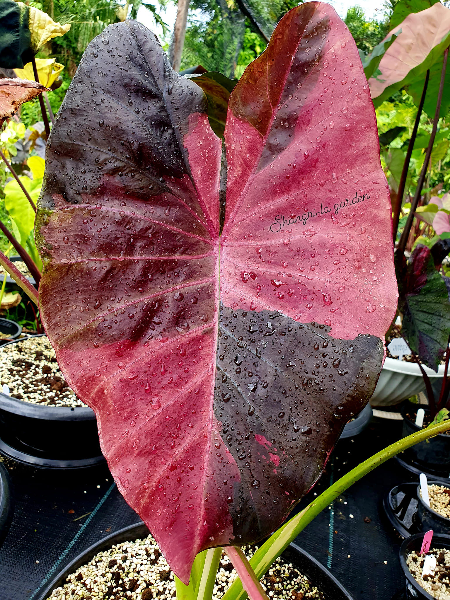 Colocasia​ Forest​ Sunrays So​ Beautiful​ 🇹🇭