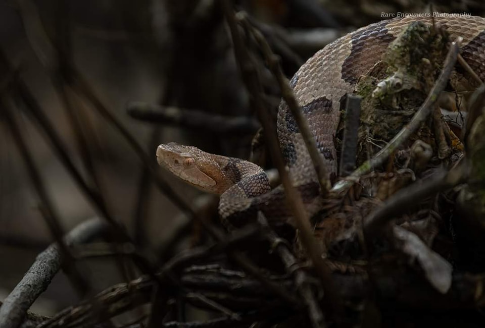 The most common venomous... - Rare Encounters Photography