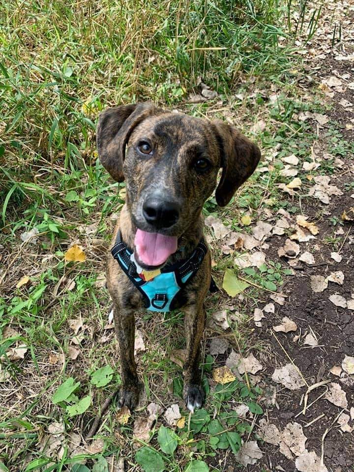 Sun Prairie Dog Park | Please keep an eye on the road for Ollie | Facebook