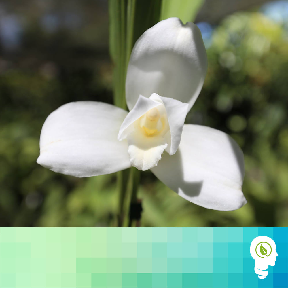 Inocuo - Estas son las flores nacionales de cada uno de...