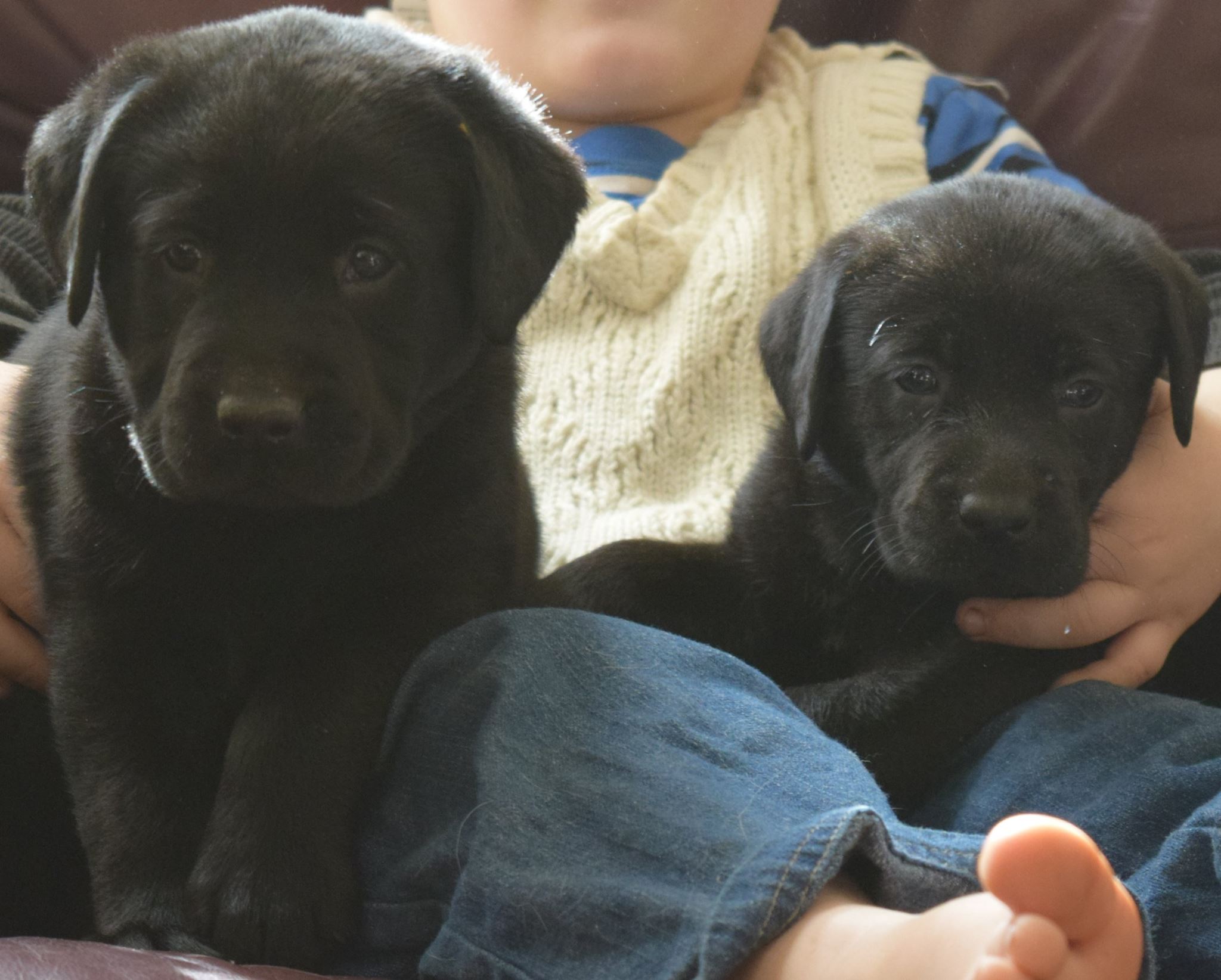 Our beautiful pups... - Blue Ridge Lane Labrador Retrievers
