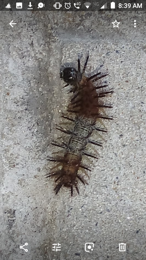 Mariposas: Oruga de Perezosa... - Arbolitos de Empedrado | Facebook
