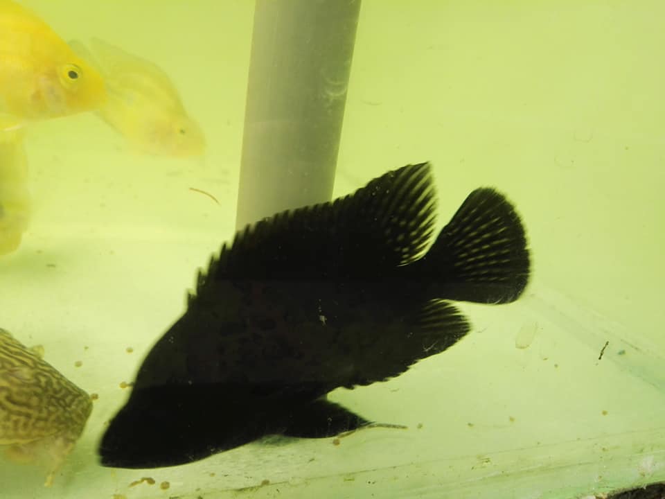 Alibaba Fish Farm - Wholesale