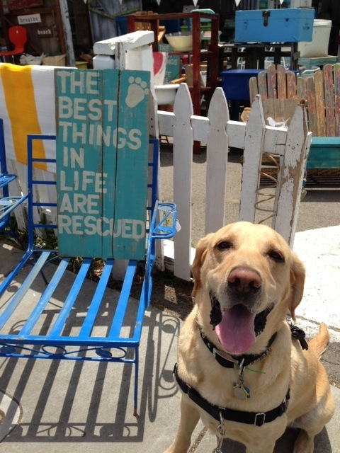 Monterey Bay Lab Rescue - Foster Homes DESPERATELY NEEDED!! Our biggest ...