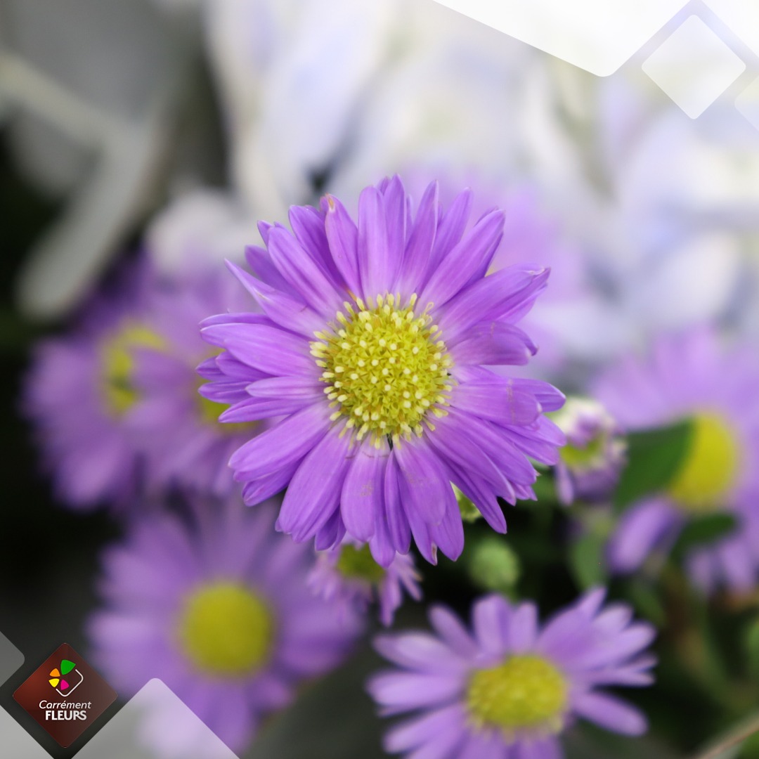 Carrément Fleurs Côte Basque - Bayonne/Anglet | Anglet