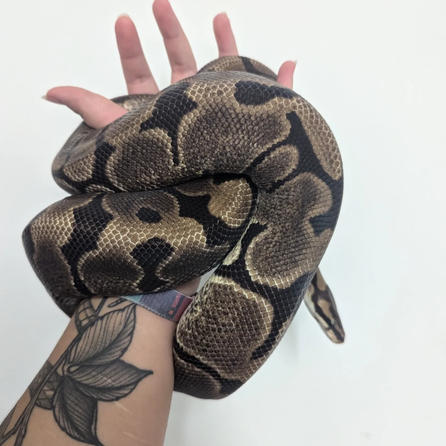 Ruby's Reptile Rescue | Pontypridd