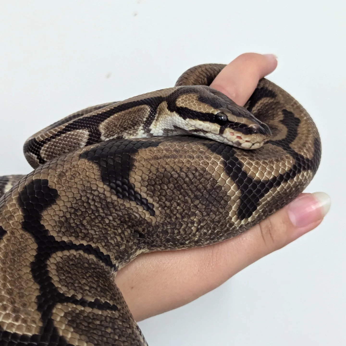Ruby's Reptile Rescue | Pontypridd