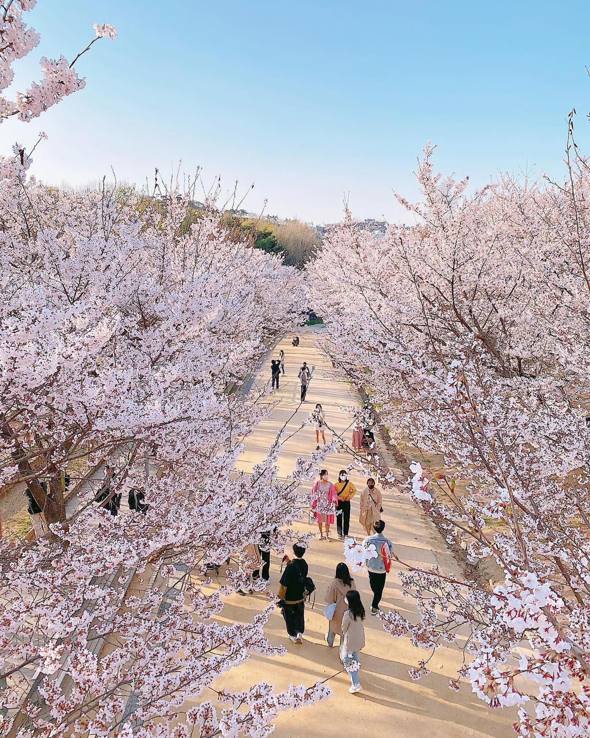 สถานการณ์ ดอกพ็อตกตที่ Seoul Forest... - Jasonland แดนกิมจิ | Facebook