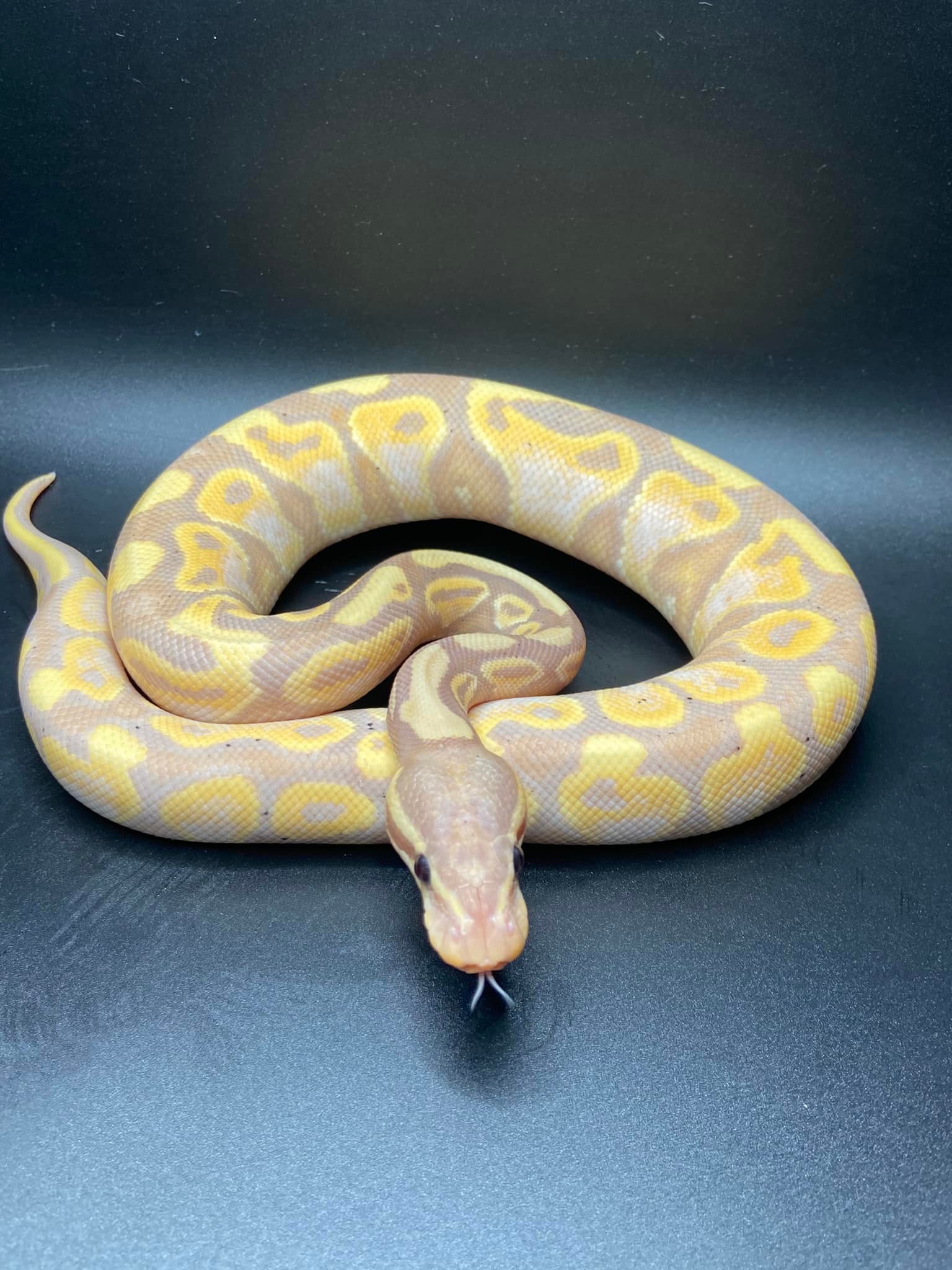 Central Florida Ball Pythons, LLC | Lakeland FL