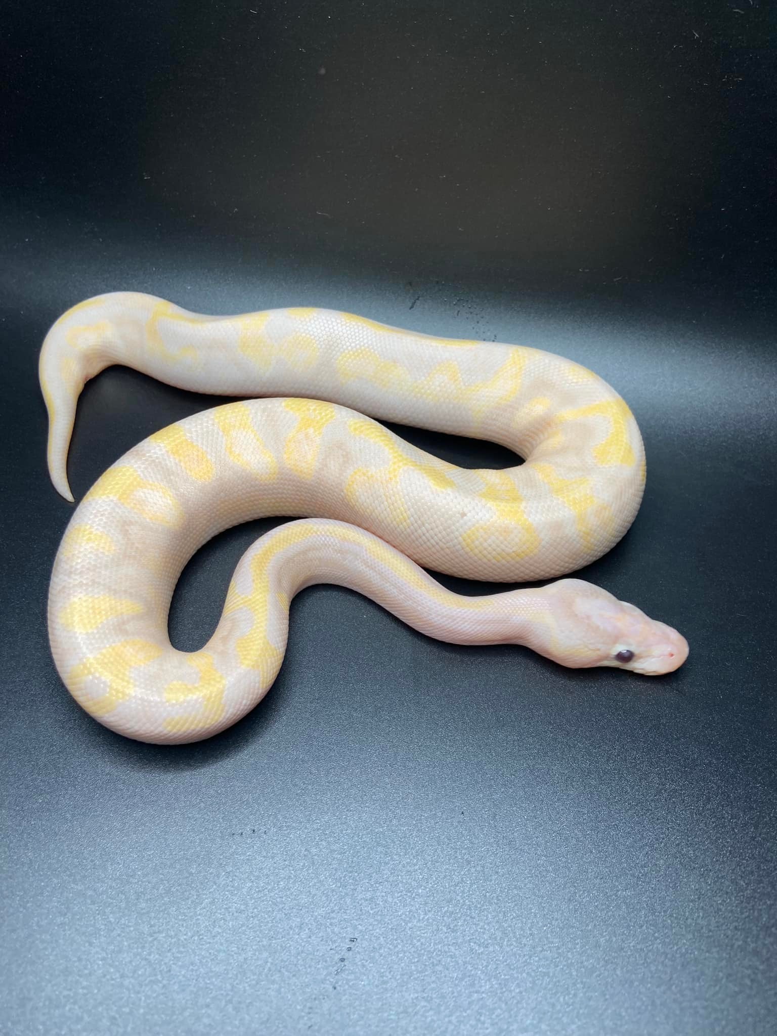 Central Florida Ball Pythons, LLC | Lakeland FL