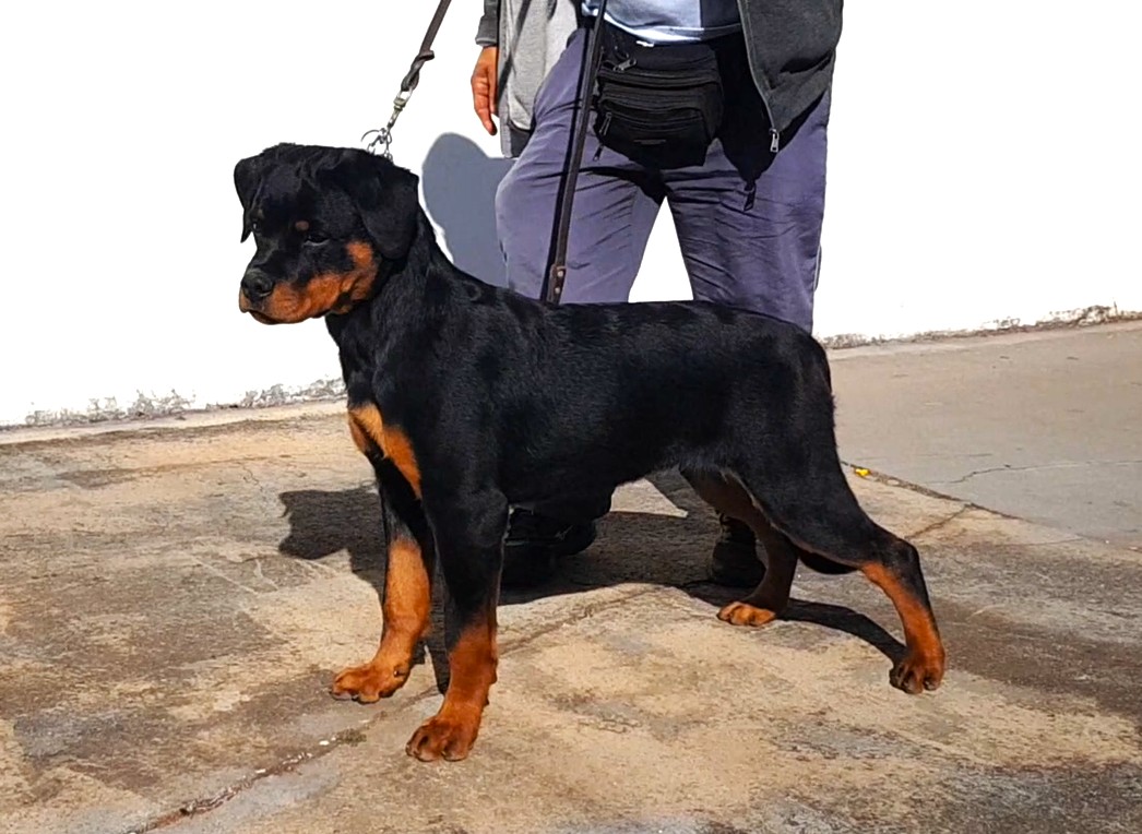 Canil All Rott Blacks