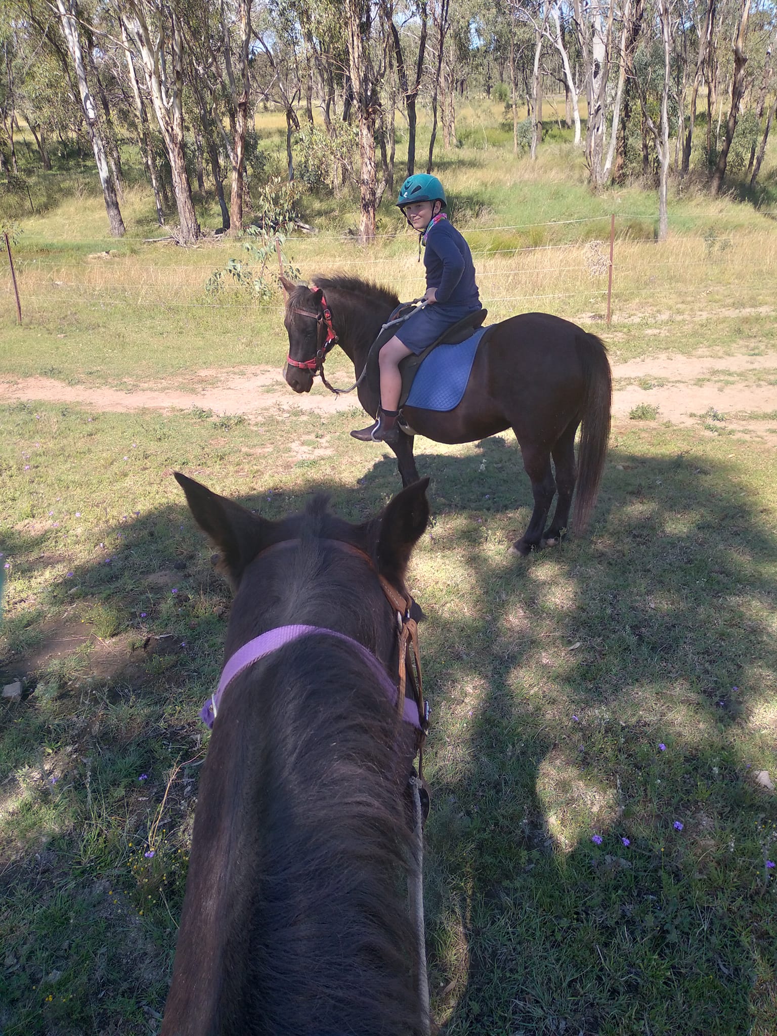Warwick Rosebud Horse Rides... - Warwick Rosebud Horse Rides