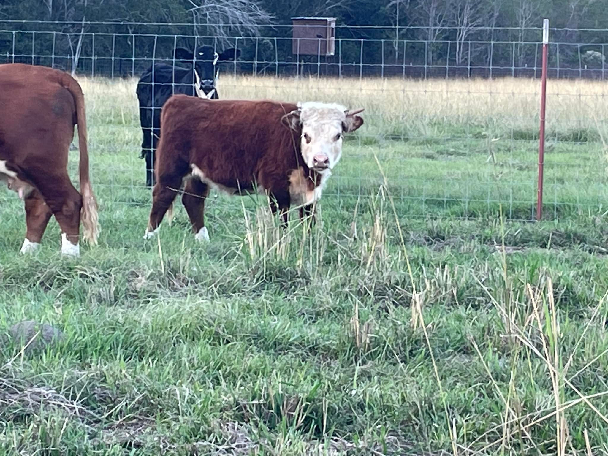 Toepfer Farms LLC | Richard LA