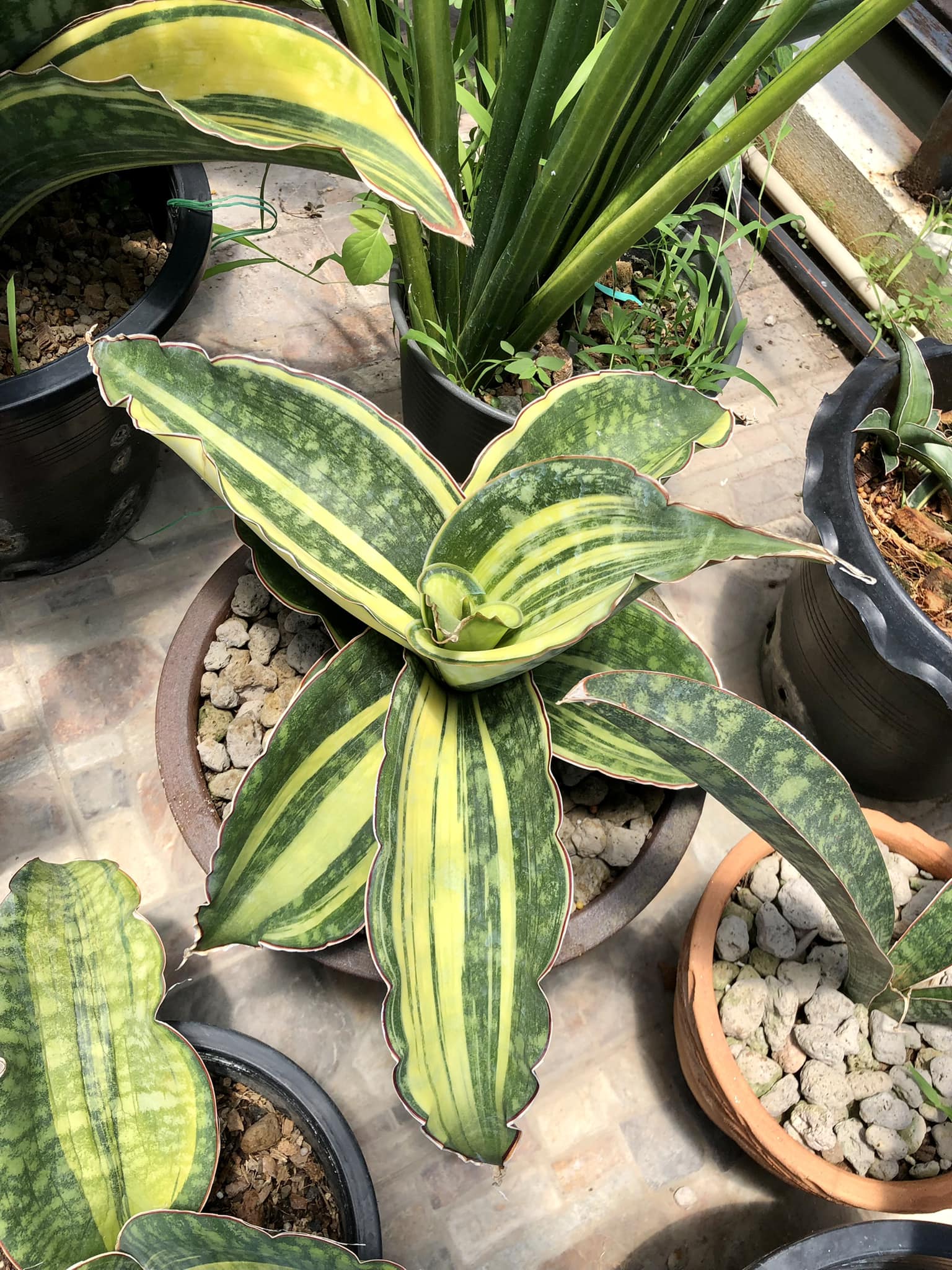 Sansevieria Phupamorn, Silver Dragon and Dragon jade