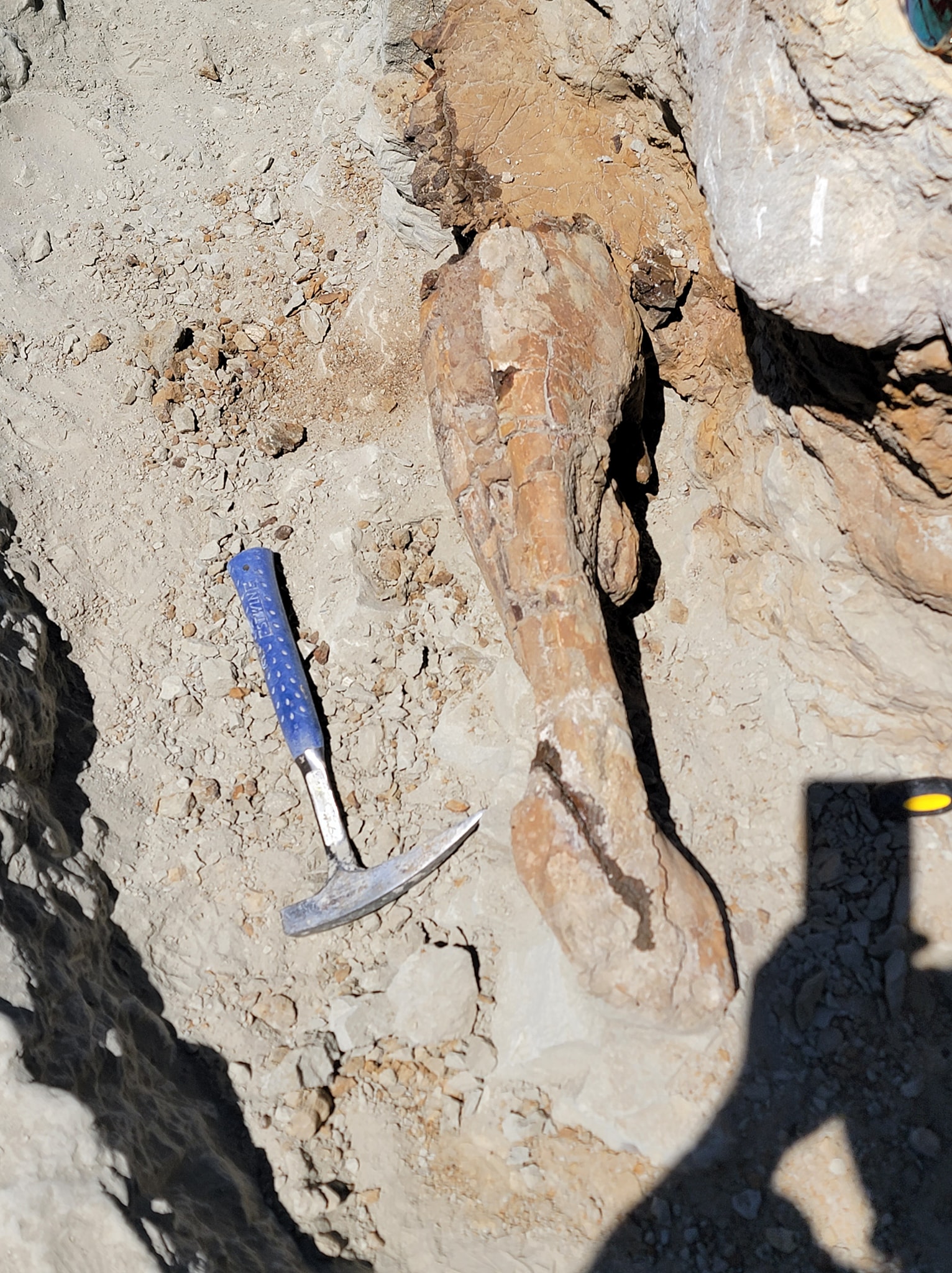 We spent the next day carefully excavating the jaw and putting a ...