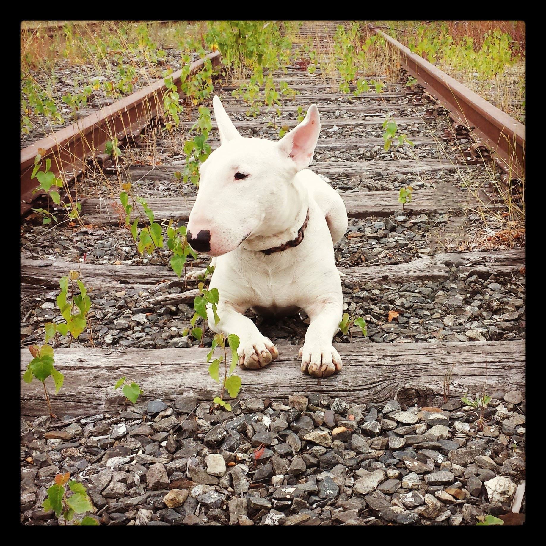 Underdog / Rjómi - bull terrier documentary - Underdog has been ...