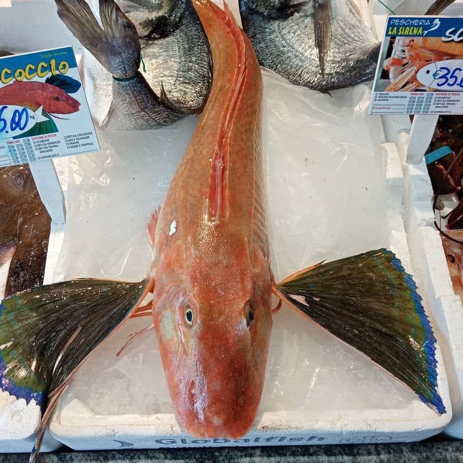 Pirozzi Commercio Foraggi