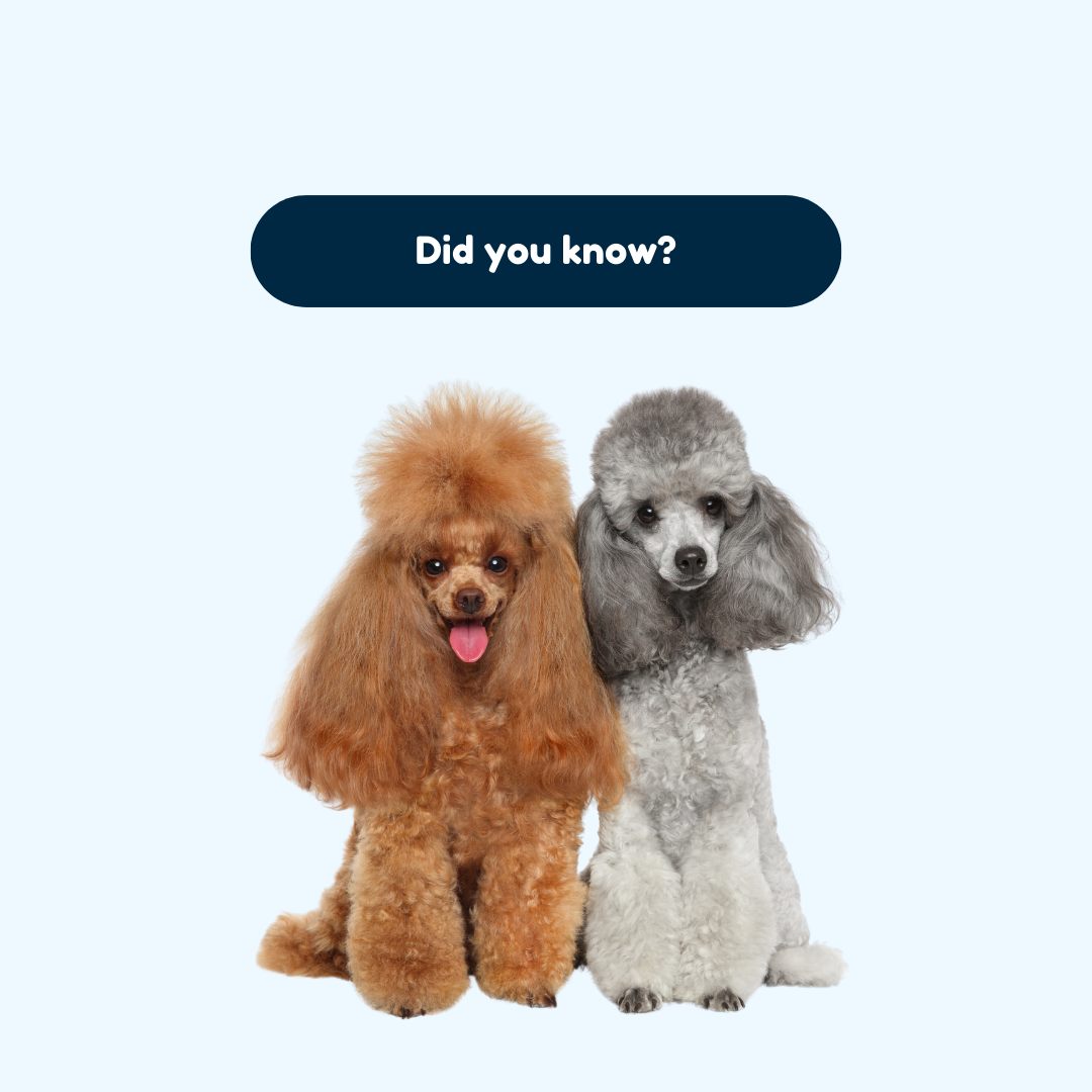 Groomzo - Did you know? 🤓 Poodles' fancy haircuts weren't just for show ...