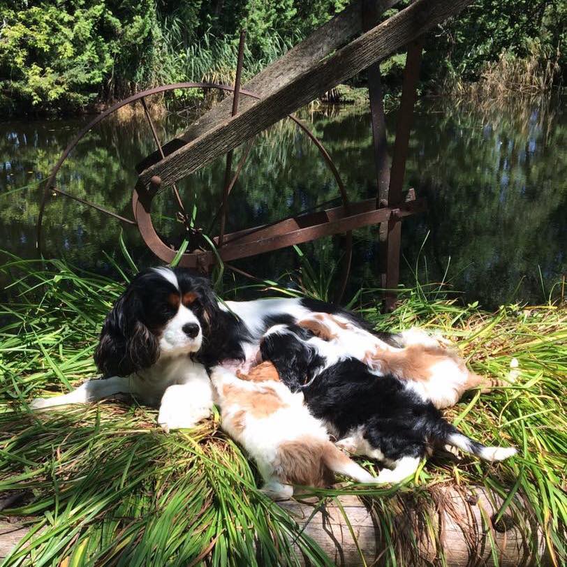 Norther... - Northern Lights AKC Cavalier King Charles Spaniel