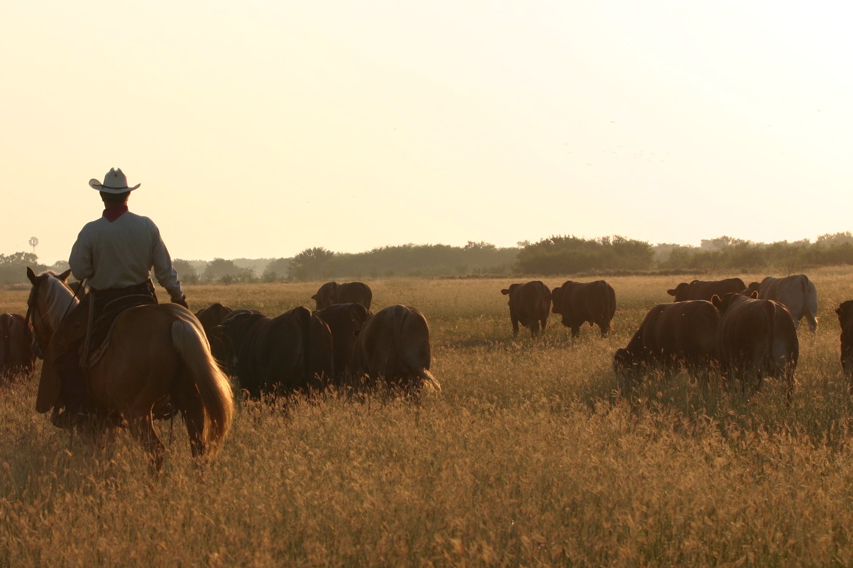 McAllen Ranch All Natural Beef | Edinburg TX