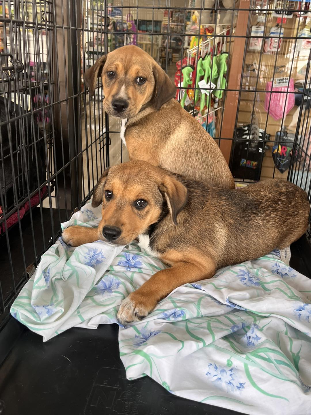 Meet the M litter. These pups... - Florida Pointer Rescue | Facebook