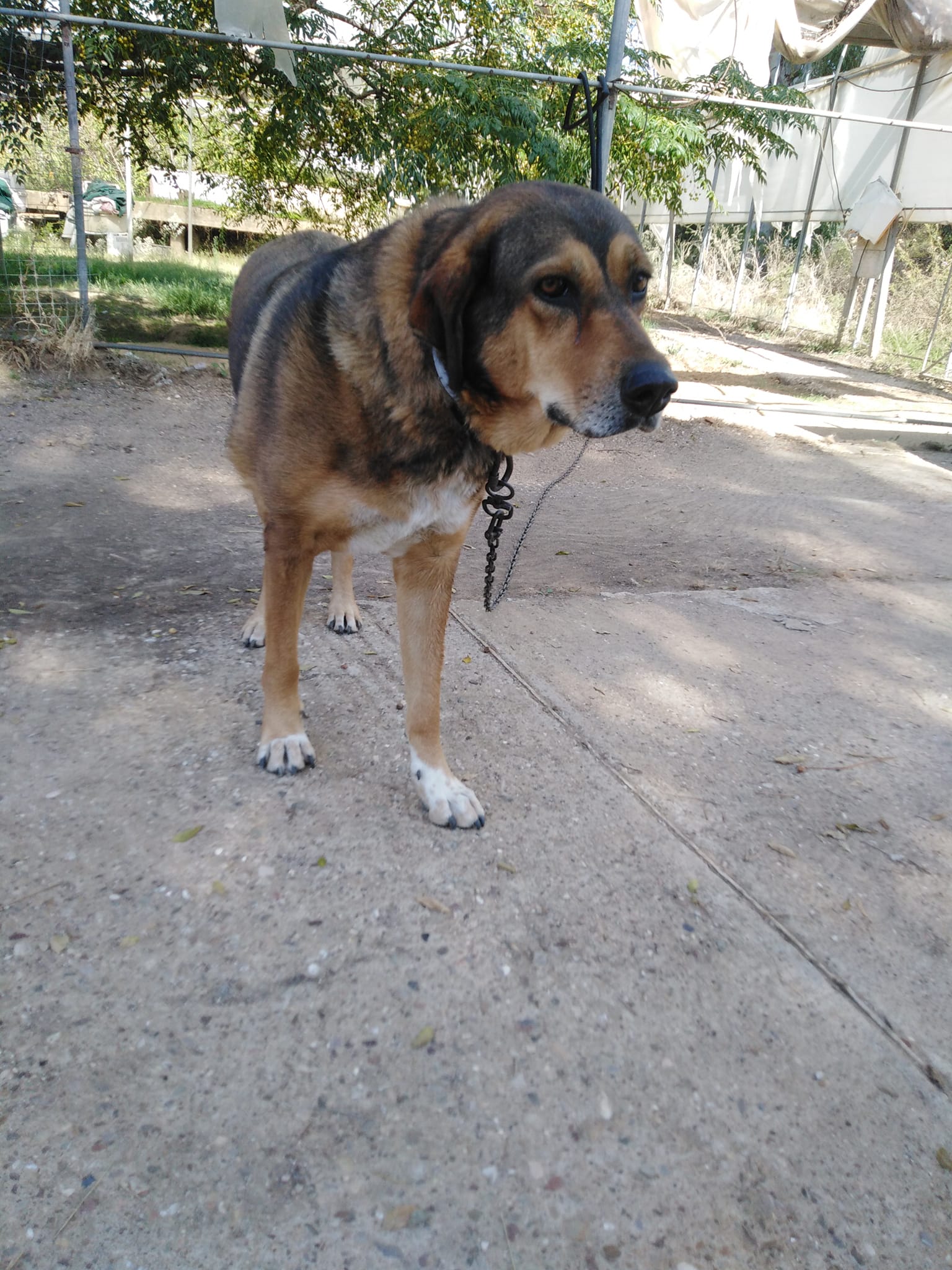 Aidons Les Animaux Help A Greek Stray
