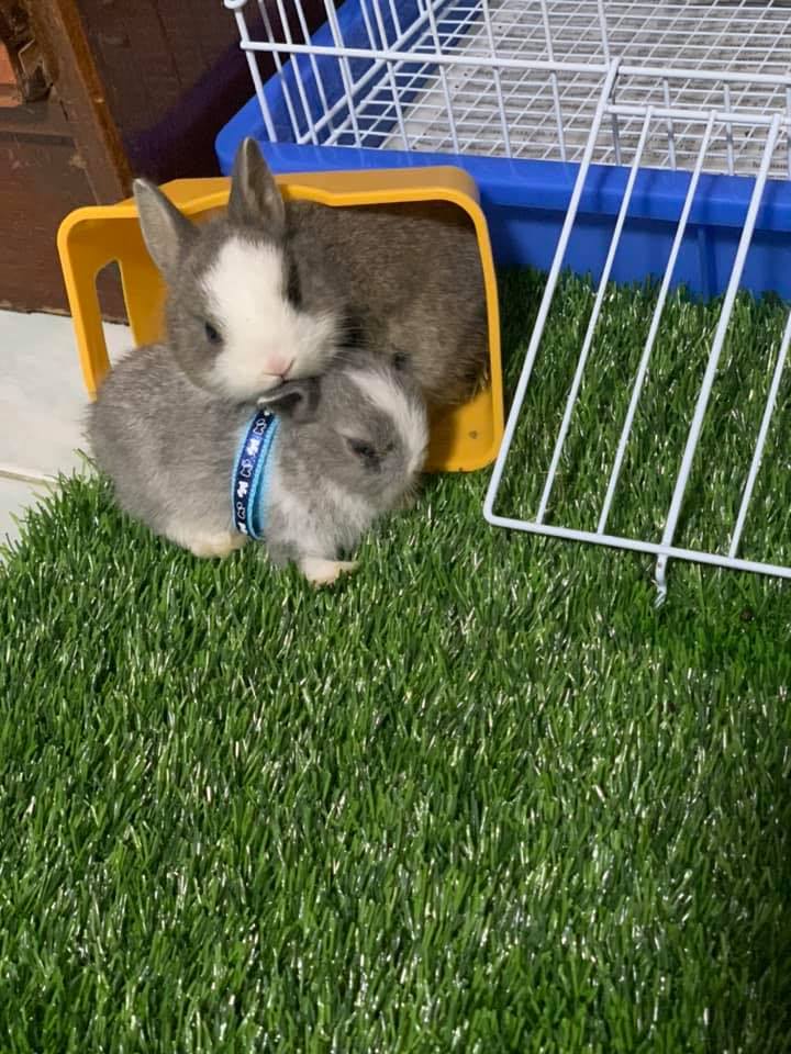 She’s with Rabbit ชีวิตกระต่าย