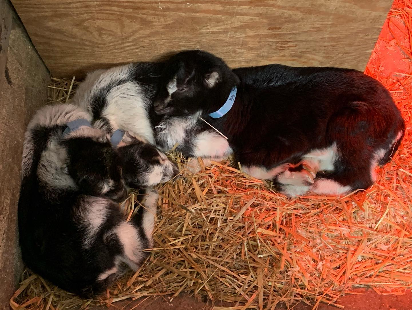 Asgaard Farm & Dairy | Au Sable Forks NY
