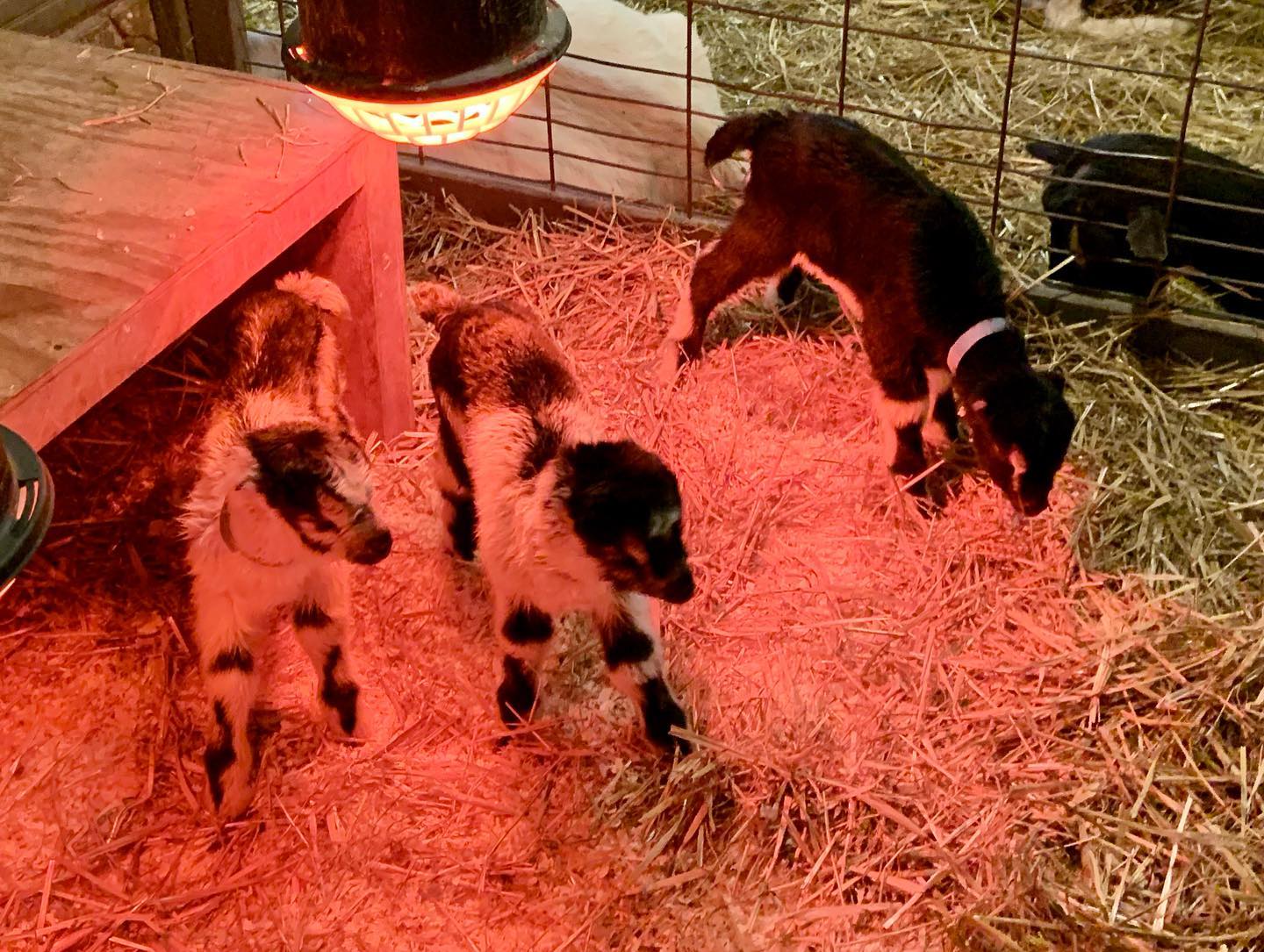Asgaard Farm & Dairy | Au Sable Forks NY