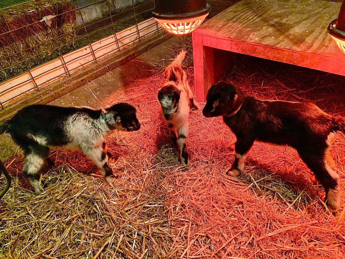 Asgaard Farm & Dairy | Au Sable Forks NY