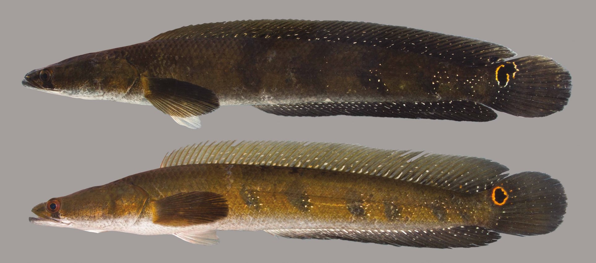 dissolving fish hook fwc Survival 2-Pack Say goodbye to frustrating bait slippage How to Unhook a Fish: