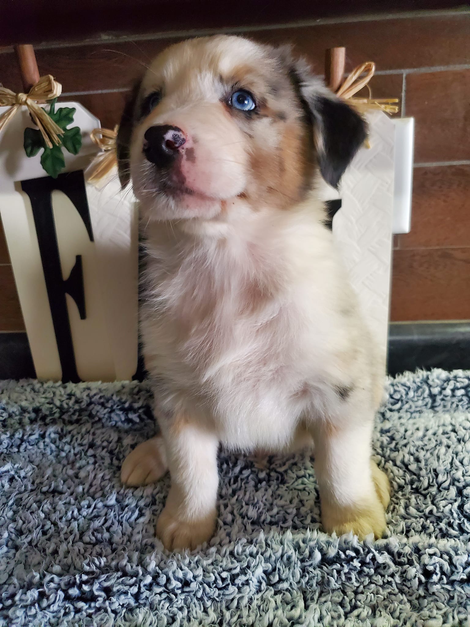 Rustic Ridge's Australian Shepherd's | Viroqua WI