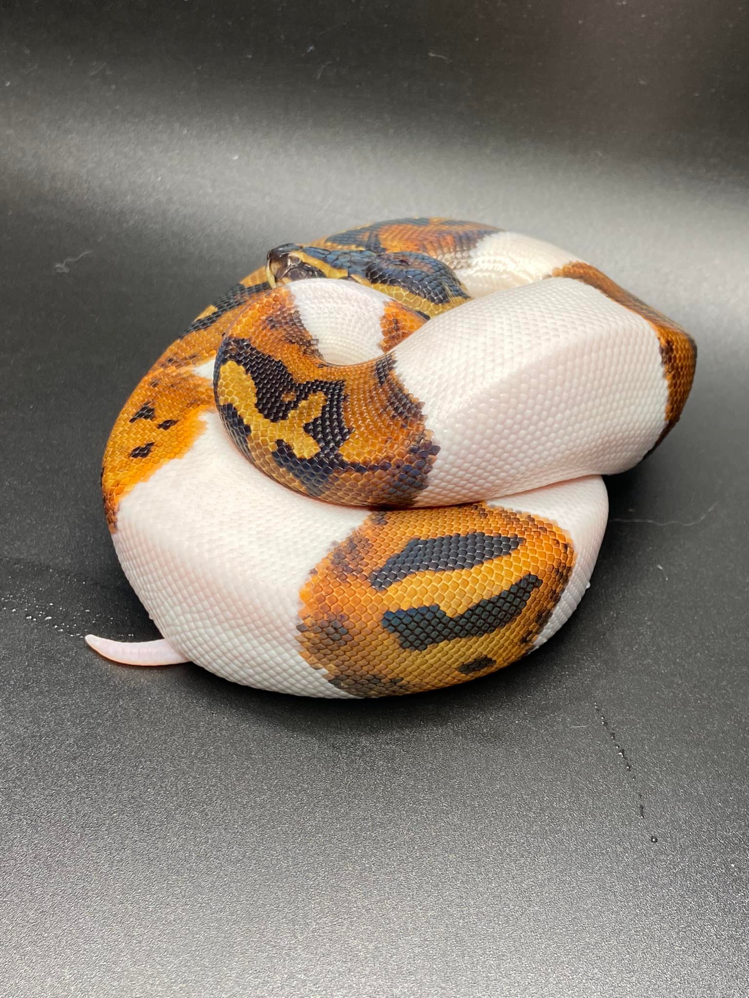 Central Florida Ball Pythons, LLC | Lakeland FL