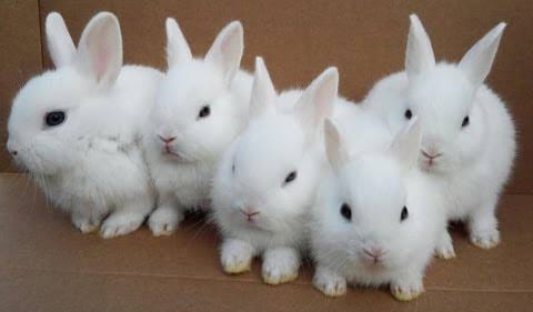 Angora Rabbit Wool in Pakistan