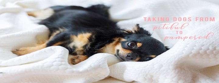 Tulsa Chihuahua Rescue aka Pitiful Pups, Inc.