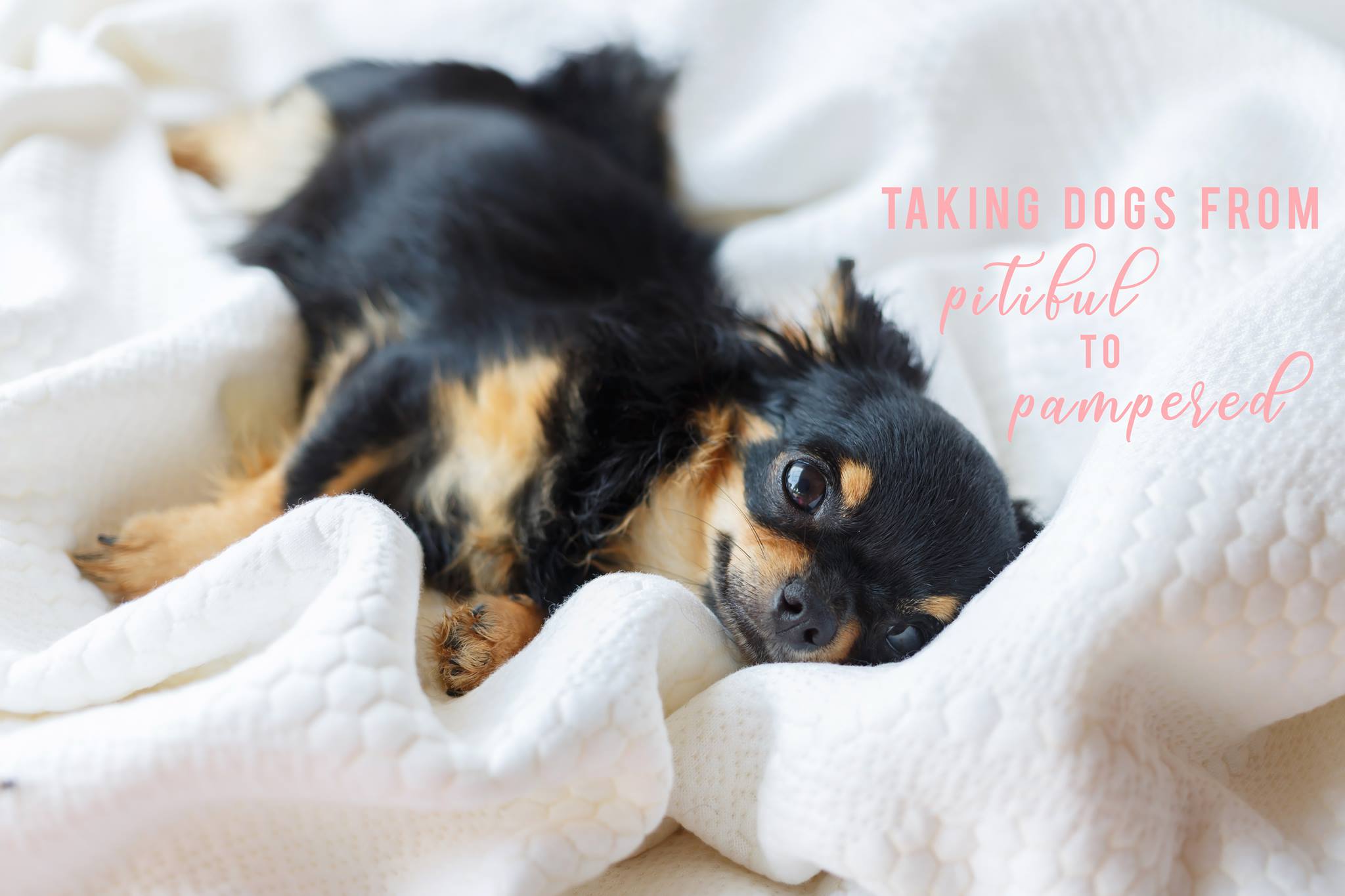 Tulsa Chihuahua Rescue aka Pitiful Pups, Inc.