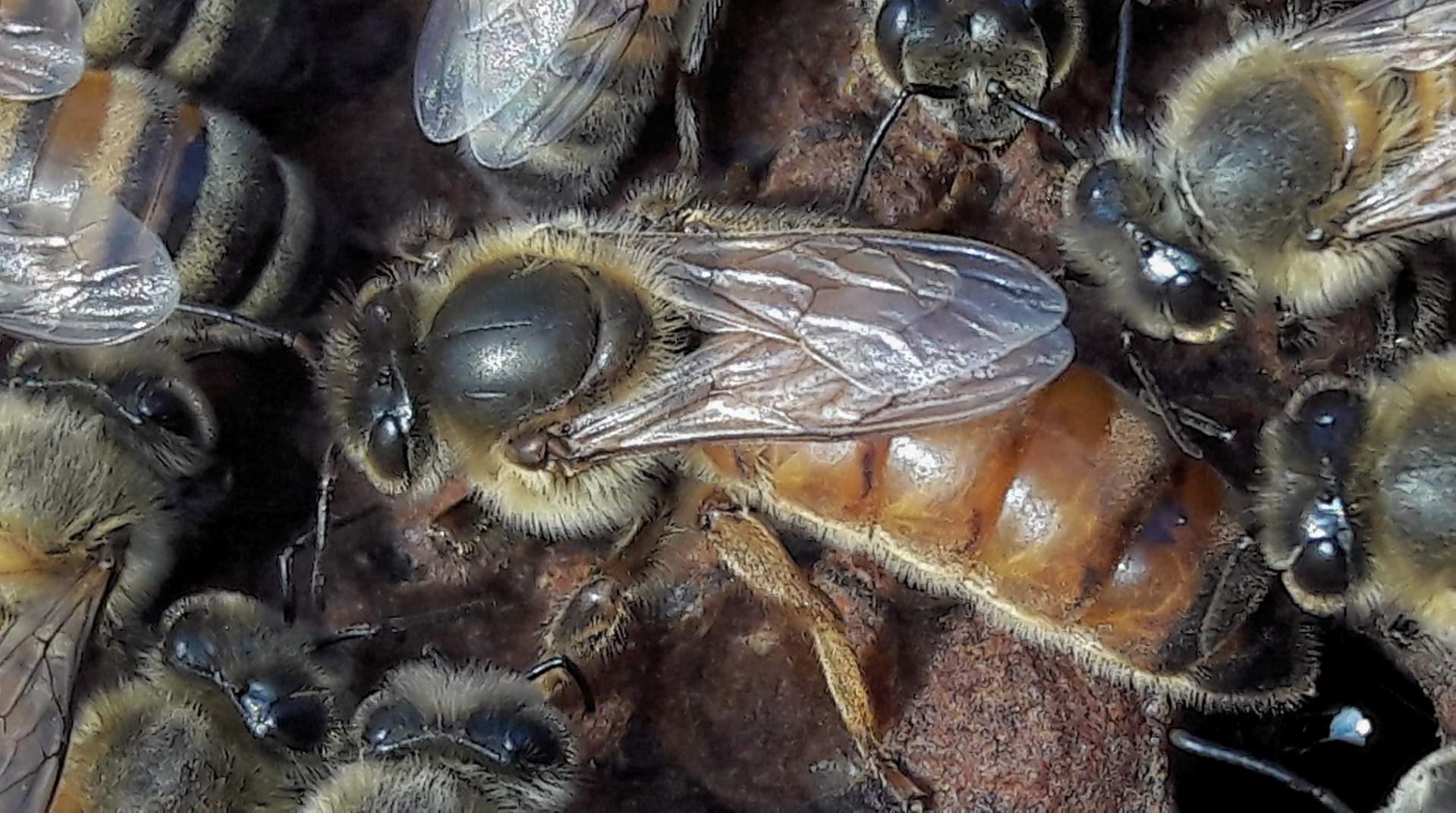 Apis Mellifera Ligustica