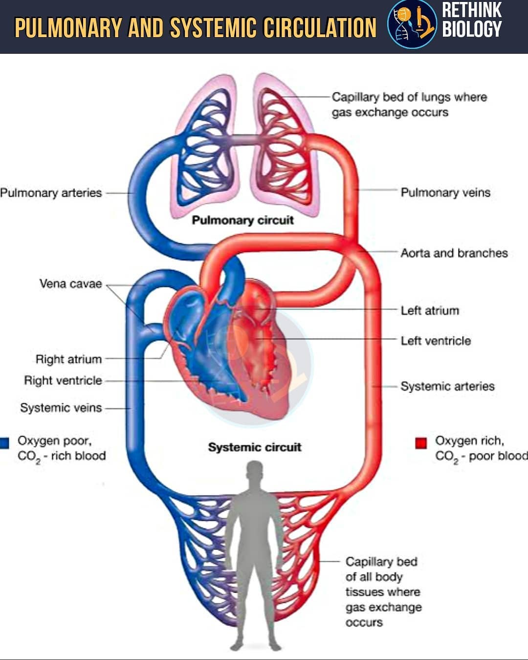 Rethink Biology - 🔴 Circulation 🔴 Please love ️,...