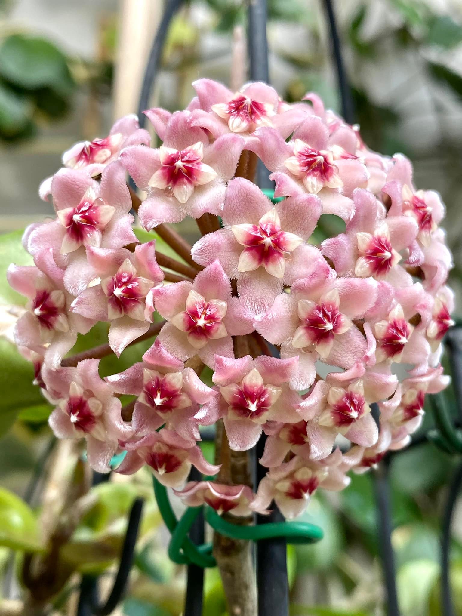 Hoya carnosa Krinkle8 🌸🌸🌸