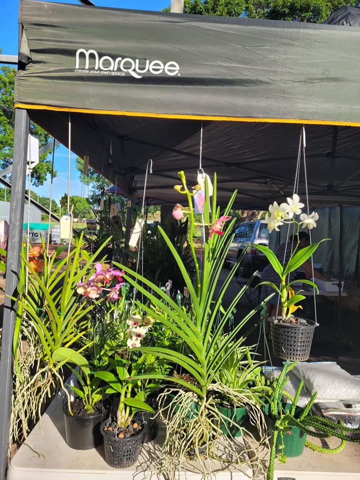 Orchids for sale Plants & Seedlings Coolalinga
