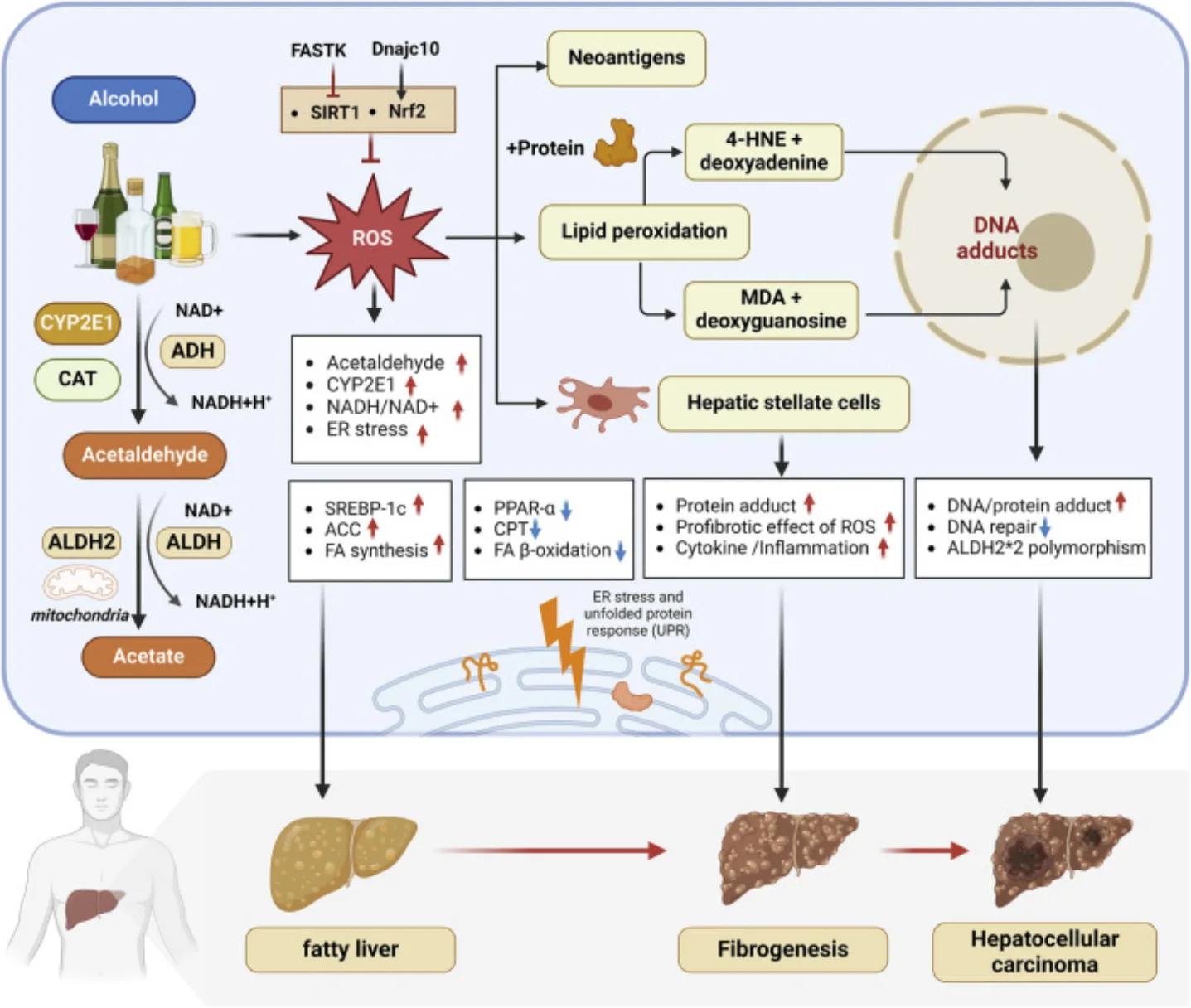 Hesperetin, a flavonoid found in citrus, reversed about 24% of age-linked gene-expression changes in older mouse livers and repaired several signs of liver damage, with Cisd2 acting as a key driver